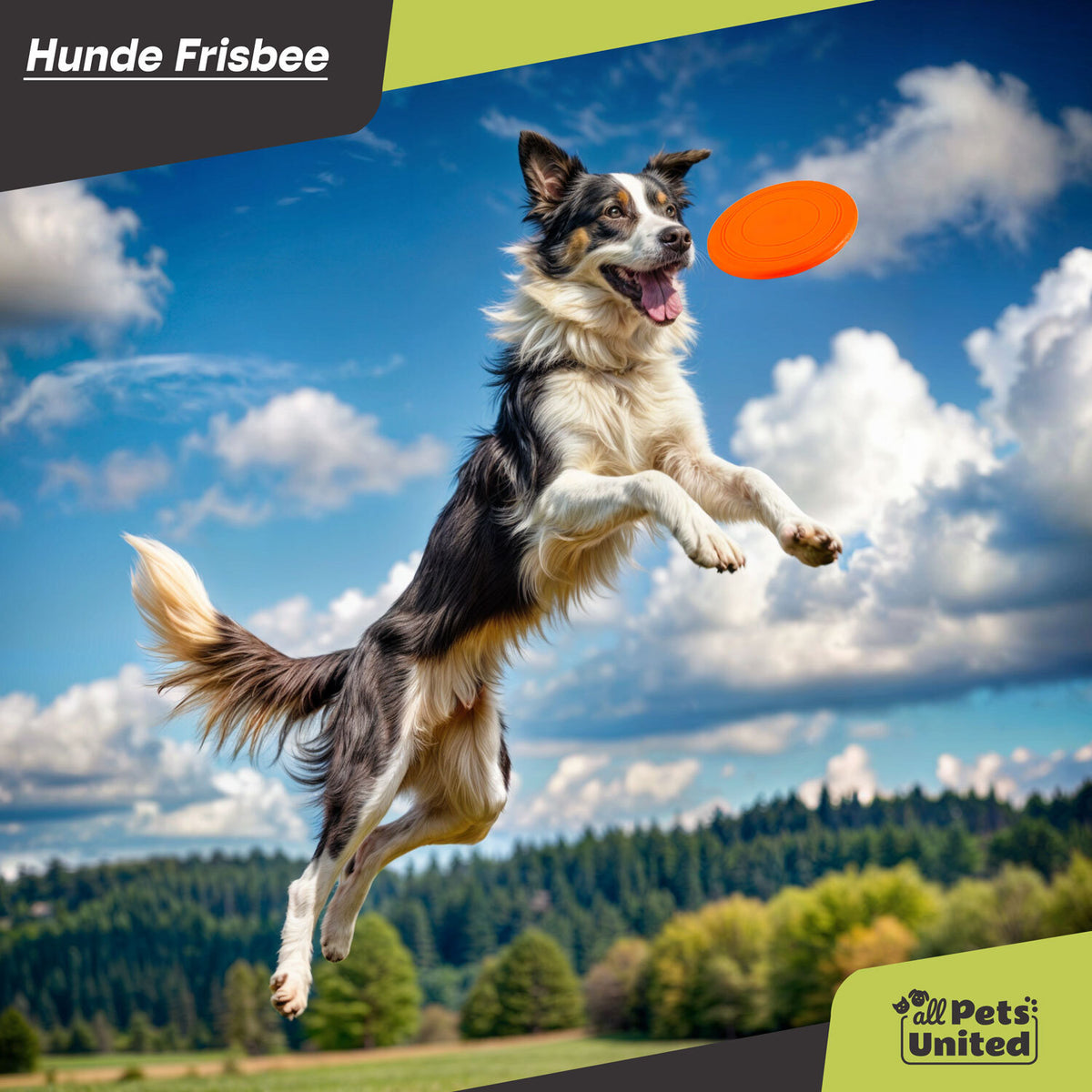 Orange Hunde-Frisbee – Produktbild 4